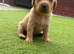 Labrador pups
