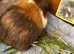 Guinea Pig -Baby Boy