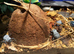Blue death feigning beetles and enclosure