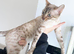 SNOW BENGAL FEMALE LOOKING FOR A NEW HOME