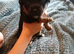 Puppies