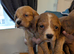 Cocker spaniels