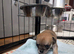 Beautiful Smooth Coat Chihuahua Puppies Ready for Loving Homes