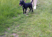 Patterdale terrier