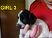 5 cockapoo's 3 girls 1 boy LEFT