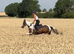 Coloured gelding - all rounder