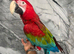 Friendly HandReared Hand Tame Talking Loving Greenwing Macaw Parrot,24
