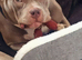 American bull pocket