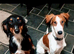 Suzuki Father & Son Pair – Beautiful, Friendly, Active Dogs
