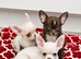 Adorable chihuahua puppies ready for there forever home