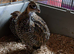 Young Mearns Quail