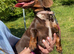 KC registered miniature dachshund