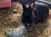 Netherland dwarf girl