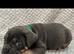 Old Tyme English Bulldogge puppies