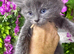 Mainecoon