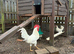 White star cockerel forsale