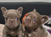 KC Fluffy French Bulldog Puppies