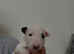 Quality bull terrier puppy’s