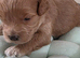 Asian maltipoo small