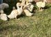 Cherry valley ducklings