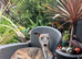 Young whippet to join family home