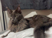 Make Main Coon