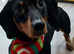 KC registered black and tan miniature dachshund