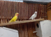 Lovebirds young and adult