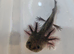 Axolotl jeuveniles