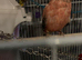 X2 red parakeets