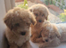 Beautiful Poochon Puppies