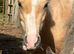 Perfect Pretty Palomino Filly