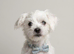 Maltese 5 momths male