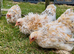 Millifleur bantams frizzle/smooth