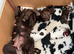 Beautiful working cocker spaniel puppies