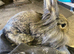 Mini lion head rabbit for sale