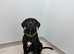 Female cane corso pup