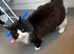 Rehoming my male cat