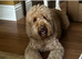 Sunning littler of Australian Double Doodles from Health screened parents