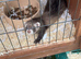 Ferret kits