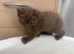 British Shorthair Cinnamon