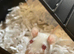 White female fancy rats