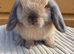 mini lops looking for home