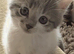 Grey and white tabby kitten