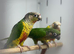 Conure