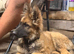 German sheppard pup