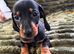 Stunning KC registered Standard Dachshund litter
