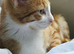 Male kitten