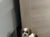 Beautiful Malshie puppies