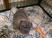 Rope french bull dog puppies